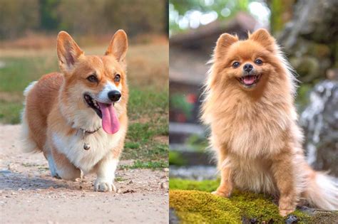 This is an intelligent, energetic, and playful dog who loves to cuddle. . Corgi pomeranian mix